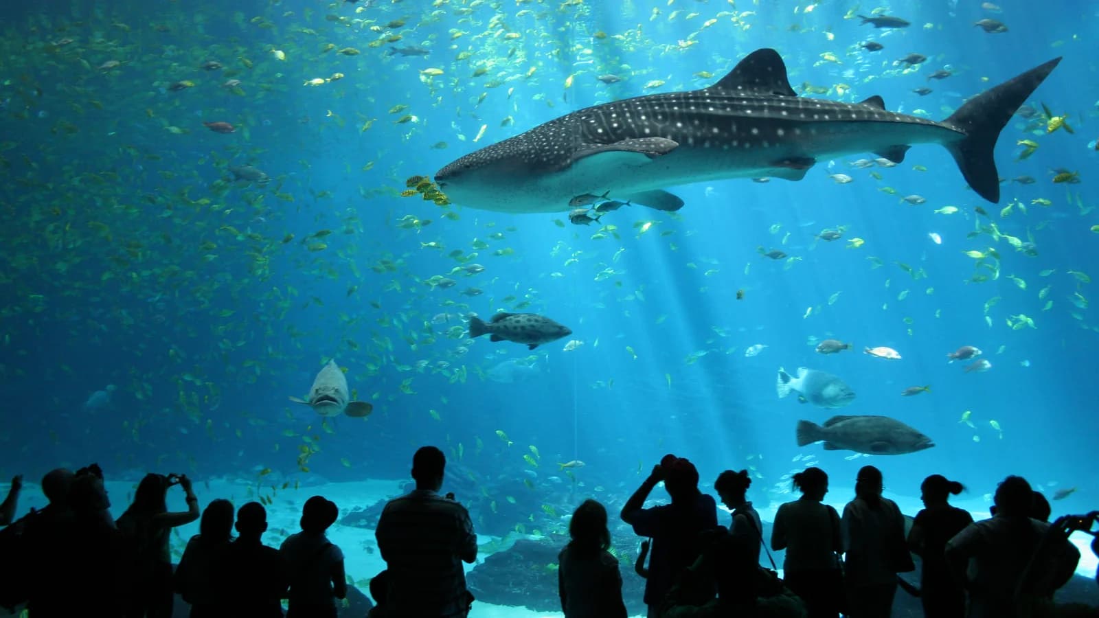 A whale shark swimming past a huge acrylic aquarium window as visitors watch in the blue light