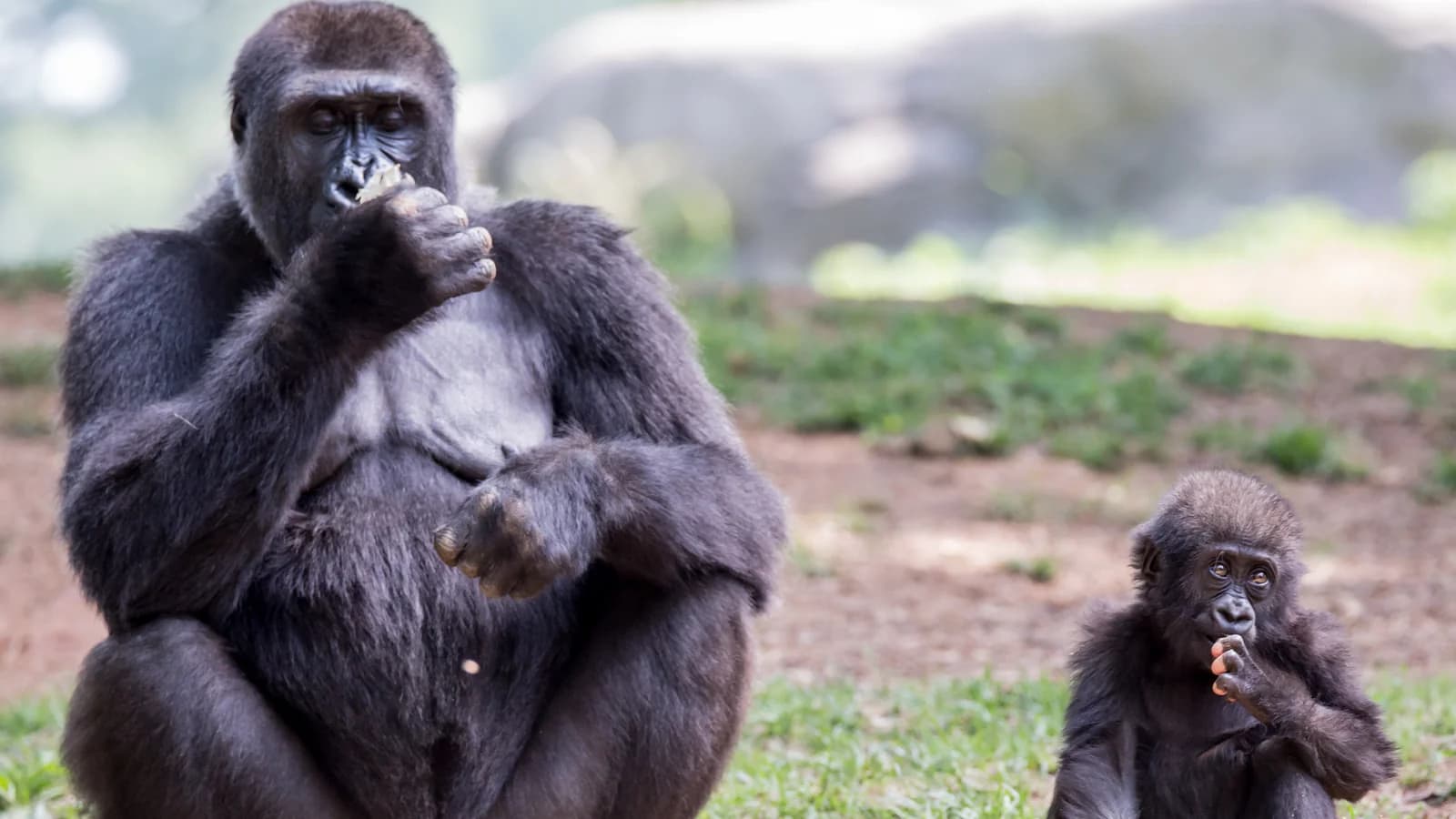 An adult gorilla sitting on grass and eating, with a young gorilla beside it holding a hand to its mouth, in a grassy yard at Zoo Atlanta