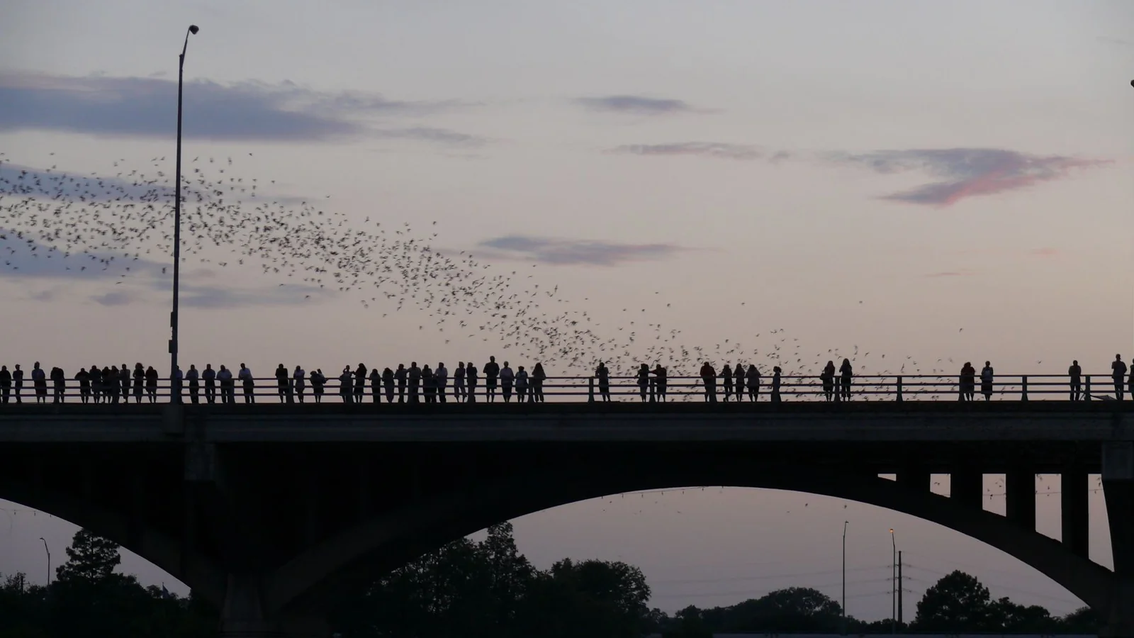 A long ribbon of bats streaming across a pink and lilac dusk sky above the Congress Avenue bridge, its railing lined with silhouetted watchers