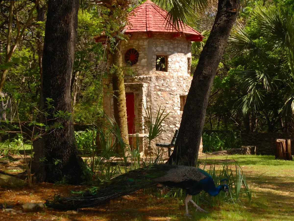 A peacock with a long trailing tail walking across a shady lawn in front of a small stone tower with a red tiled roof and palms