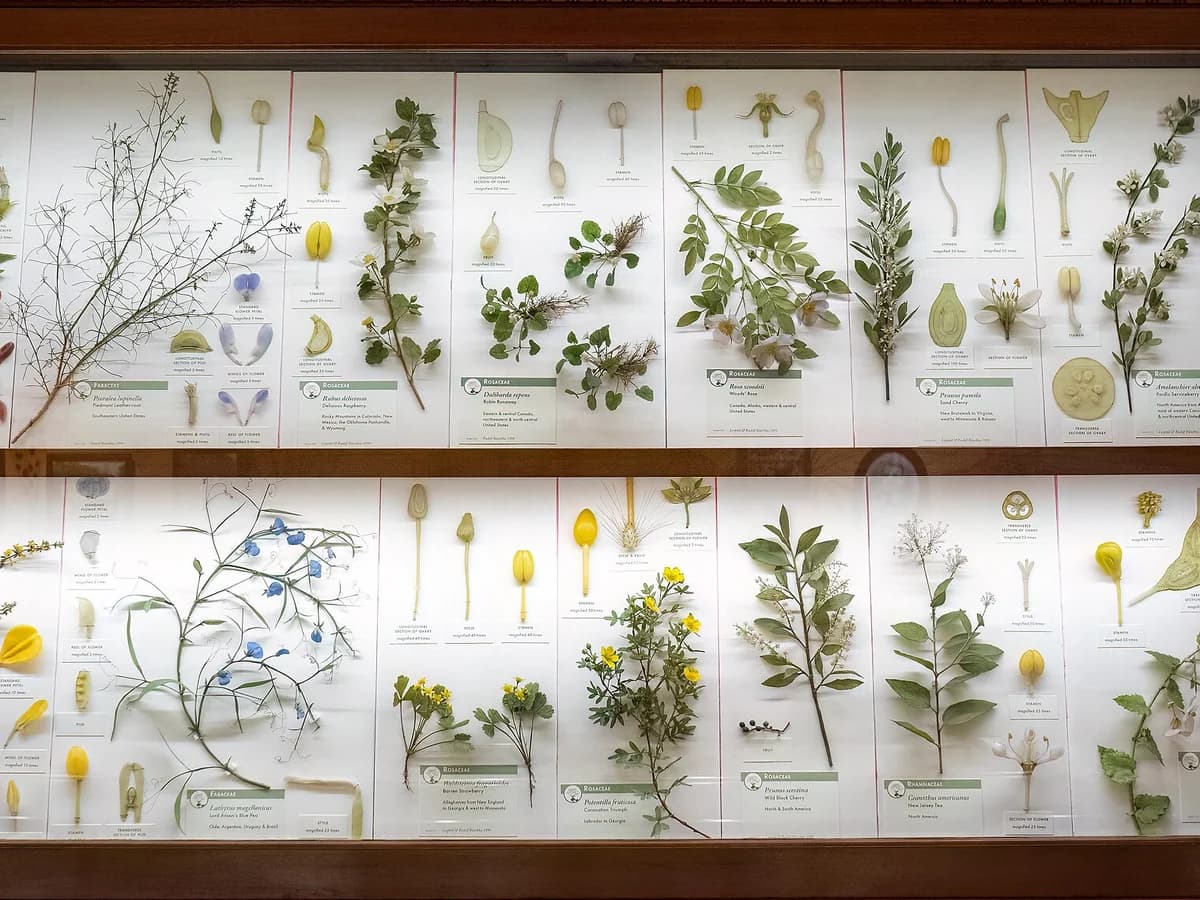Wooden display case of lifelike glass plant models, with flowering stems, leaves and blossom details mounted on white cards with labels