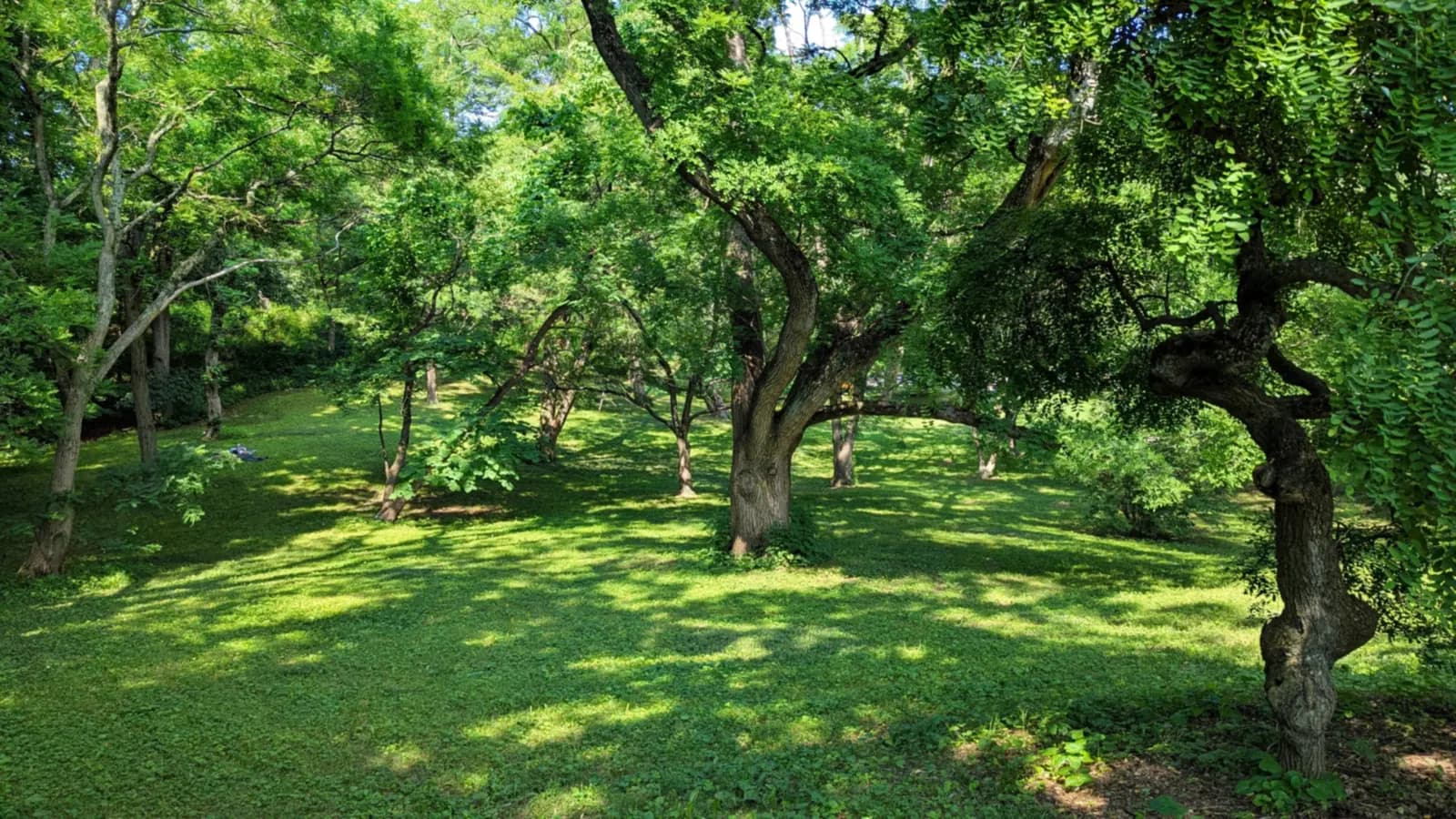 Sunlit lawn under the spreading canopy of old trees in the Arnold Arboretum in summer