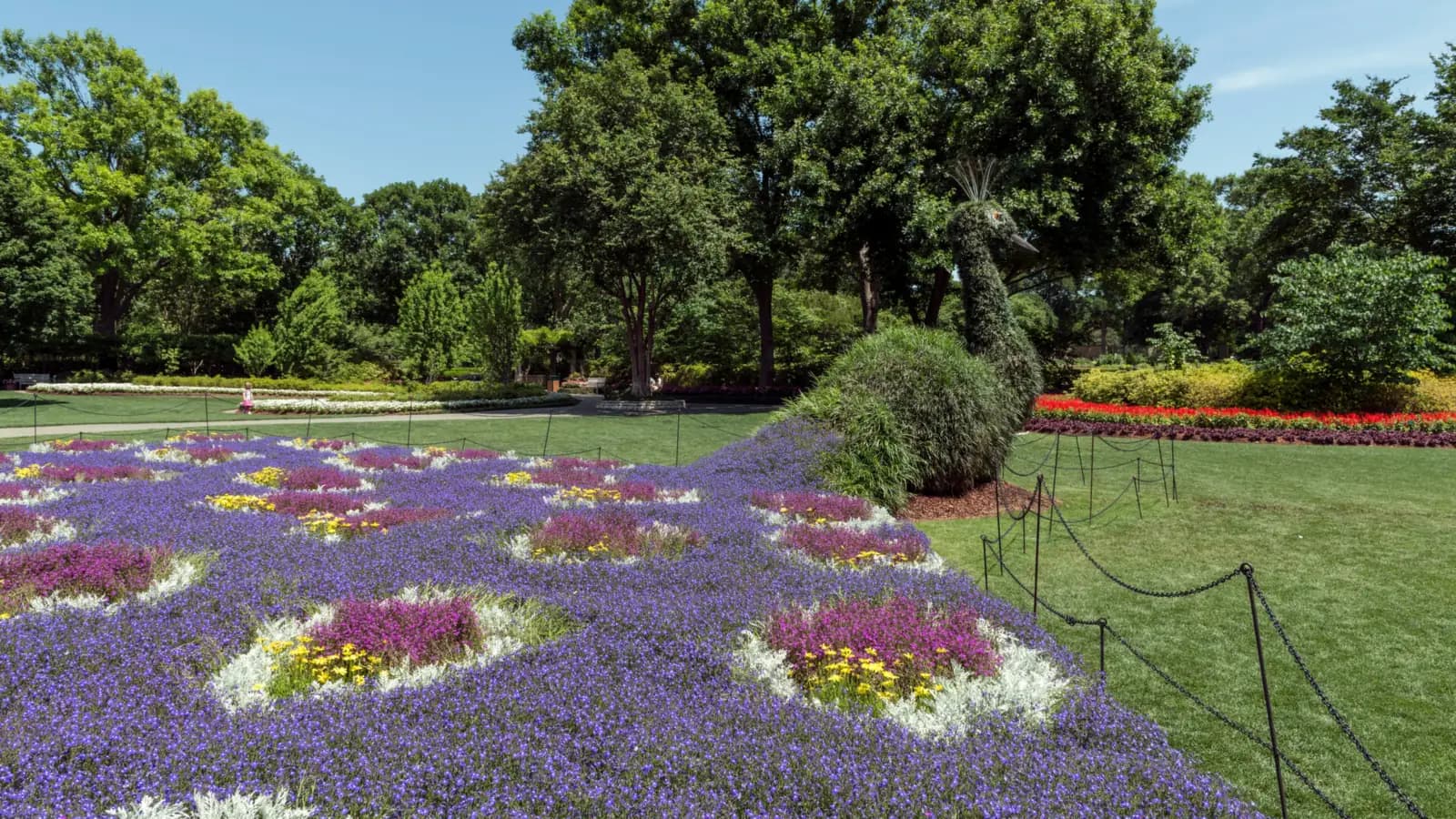 Flower beds of purple, pink and yellow blooms on a wide lawn beside a peacock topiary, with tall leafy trees and red flower borders behind