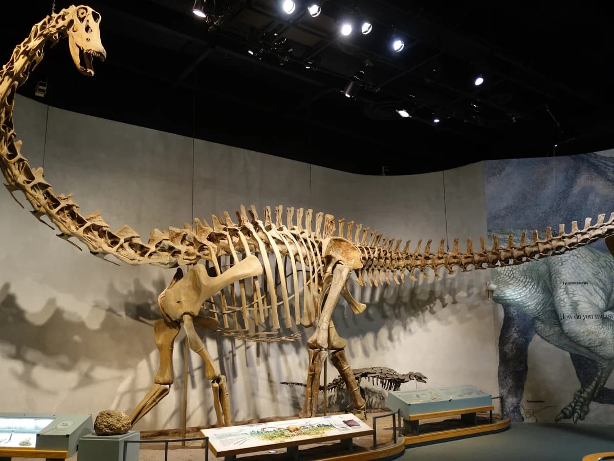 A long-necked Diplodocus skeleton mounted mid-stride under spotlights in a dim museum hall, with a painted dinosaur on the wall behind it