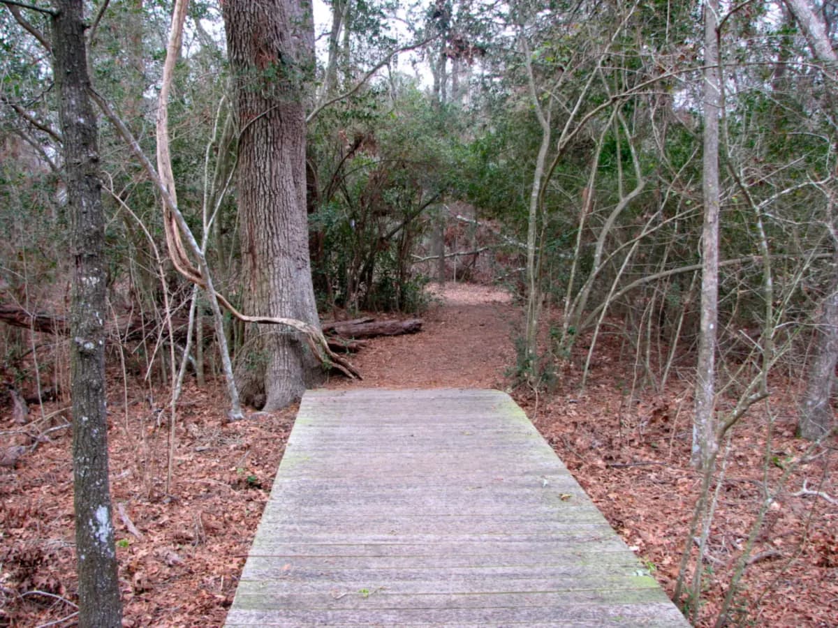 A weathered wooden boardwalk leading onto a leaf-covered dirt trail through a dense winter forest of oaks and slender bare trees