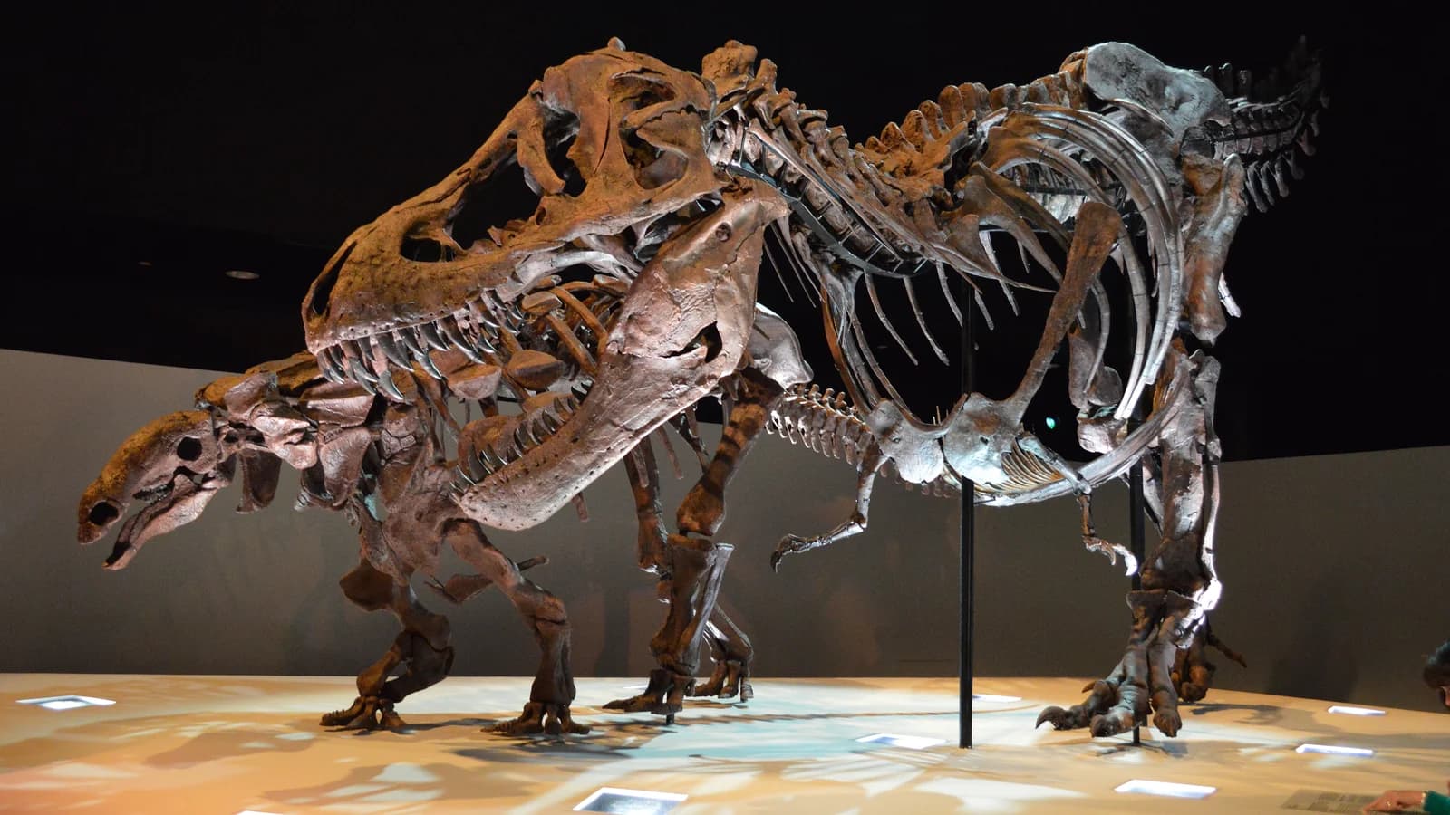 Two large meat-eating dinosaur skeletons posed mid stride, one over the other, on a lit platform in a dark museum hall