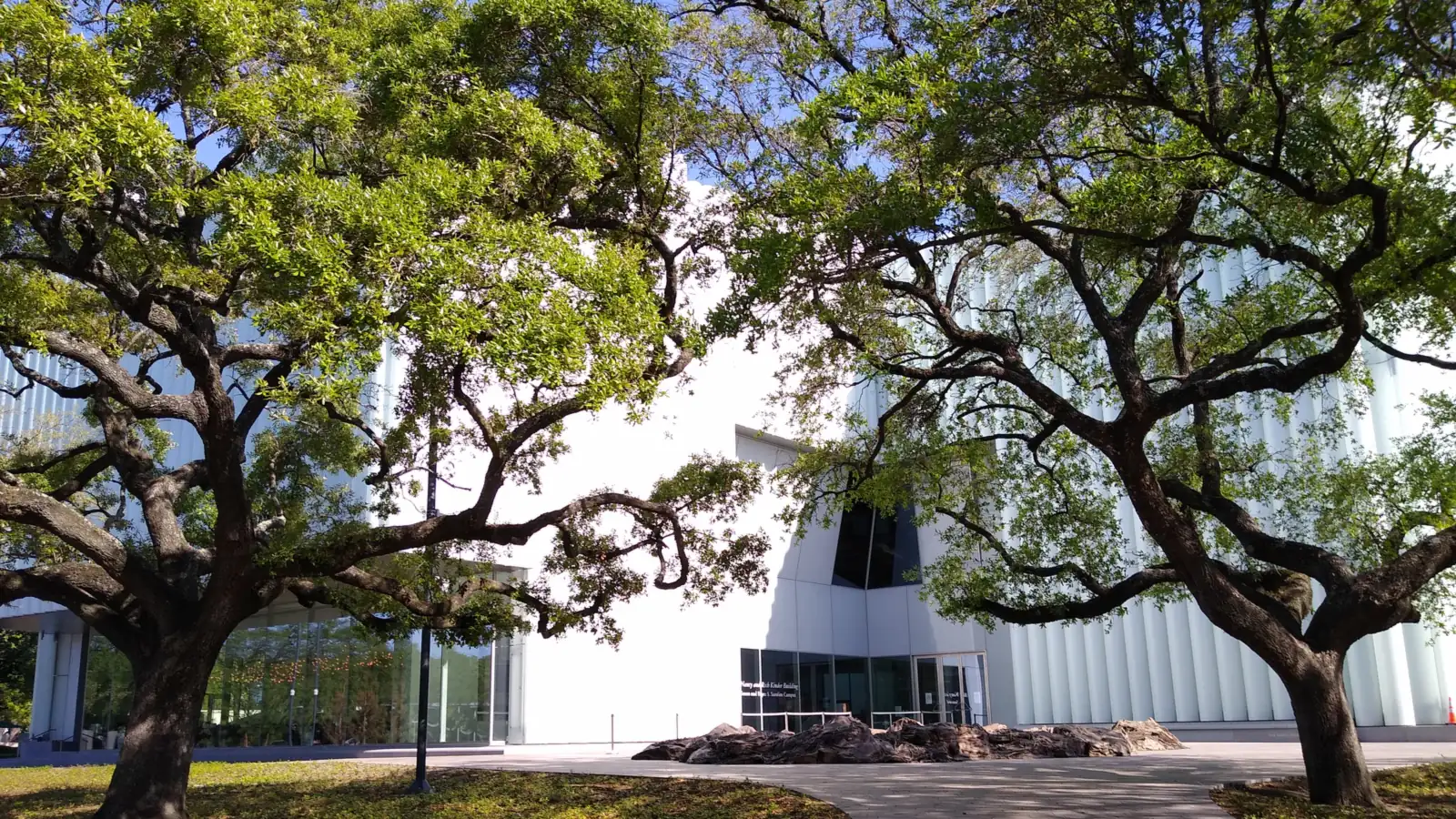 A white museum building with a facade of tall translucent tubes, seen behind spreading live oak trees and a concrete path on a sunny day