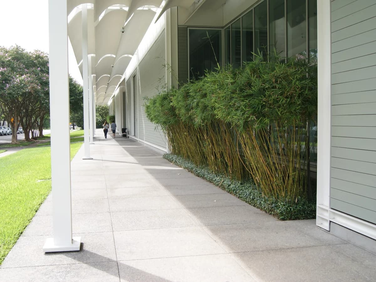 A covered walkway along a gray clapboard museum wall, with a ceiling of curved white louvers, slender white columns, bamboo plantings and a green lawn