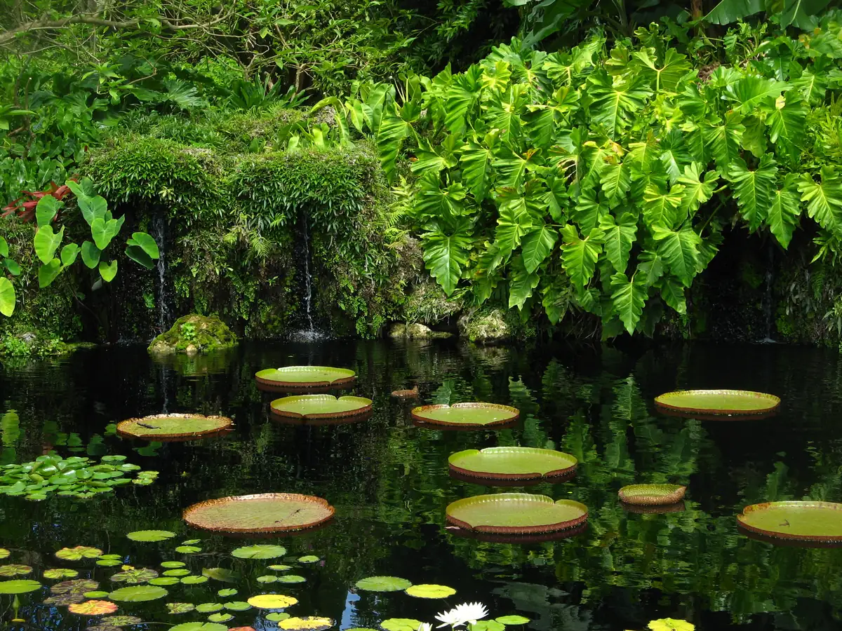 Giant round water lily pads and small lilies floating on a dark pool, edged by elephant ear leaves and dense tropical plants