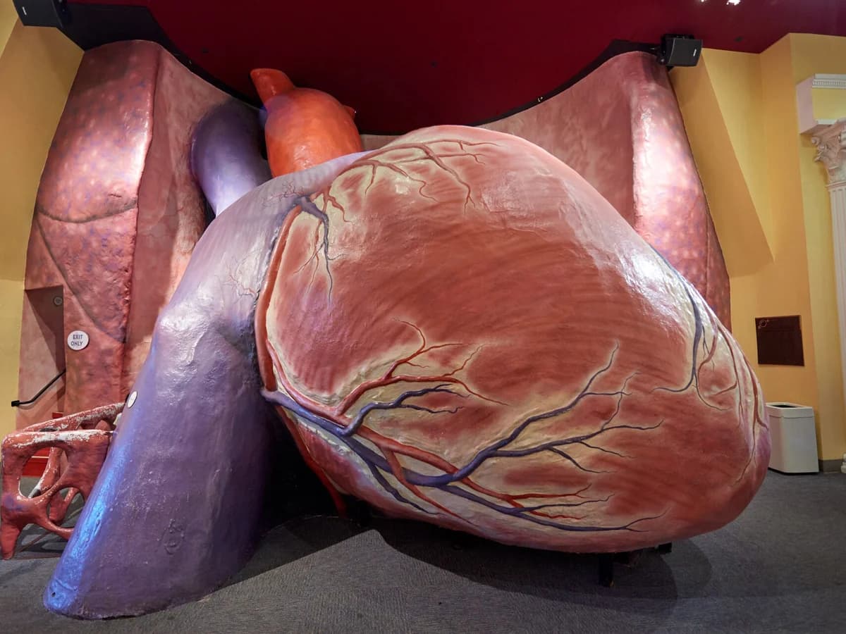 Giant walk through model of a human heart with red chambers, blue veins and branching vessels, set in a yellow walled exhibit room at The Franklin Institute