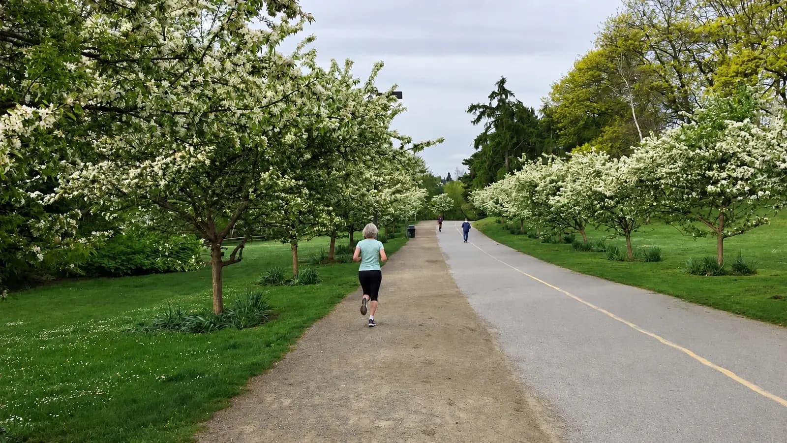 A runner on the Green Lake loop path between rows of white-blossoming trees, with a walker and another runner far ahead