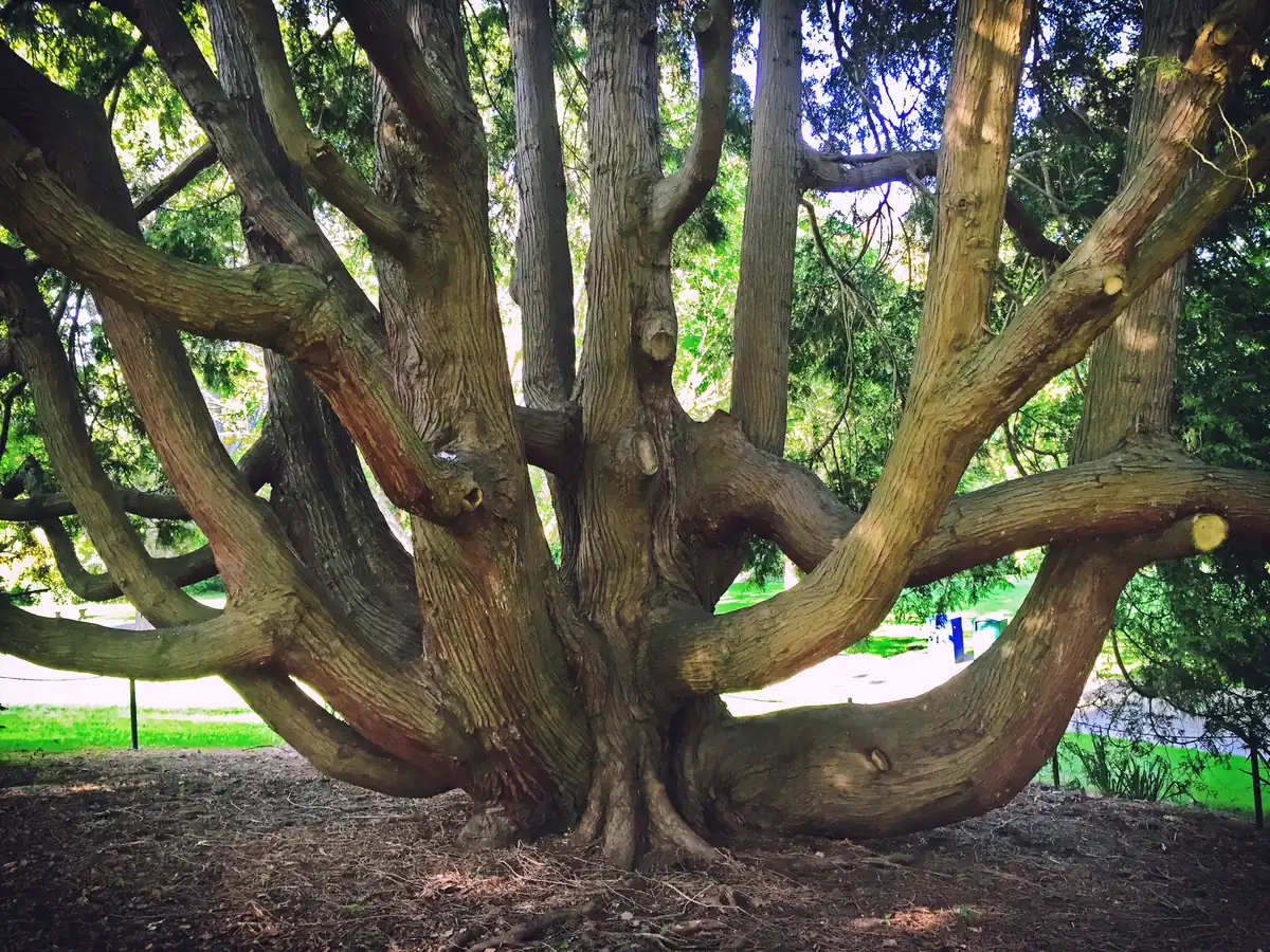 A huge old tree with many twisting gray limbs spreading low over a lawn in the Carl S. English Jr. Botanical Garden at the Ballard Locks