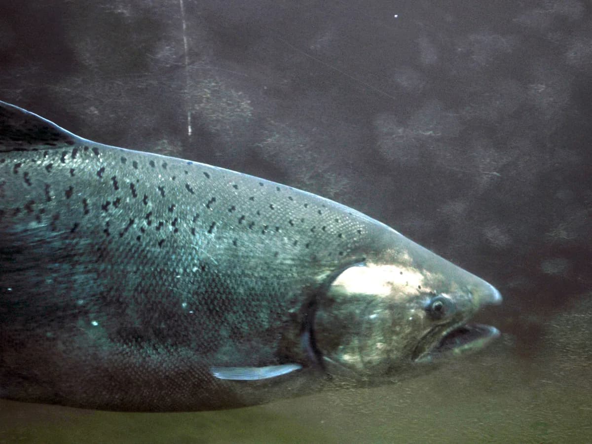 A large salmon swimming in greenish water, seen through the underwater viewing window of the fish ladder at the Ballard Locks